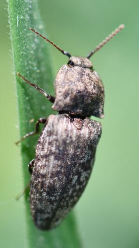 Réf. 253 668 : Agrypnus murinus